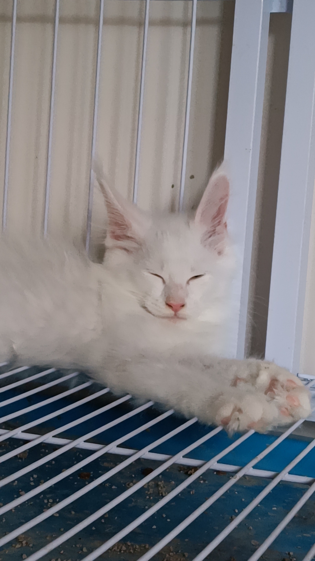 缅因猫